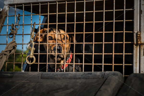 A Huntaway farm dog waiting to work, Hawke’s Bay, New Zealand - SCP Stock