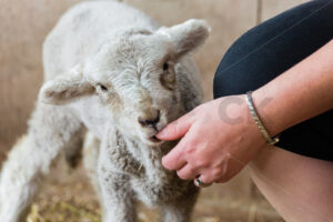 A Lamb sucking on a womans thumb, New Zealand - SCP Stock