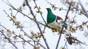 A NZ Kereru (New Zealand Pigeon) sat in a blossom tree, New Zealand - SCP Stock