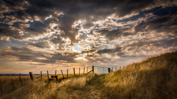 A grassy hill with a fence and gate, Hawke’s Bay, New Zealand - SCP Stock