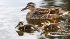 A hen Mallard duck with her ducklings, New Zealand - SCP Stock