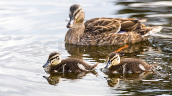 A hen Mallard duck with her ducklings, New Zealand - SCP Stock