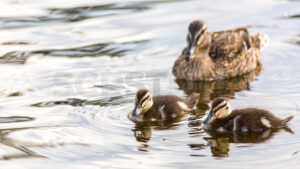 A hen Mallard duck with her ducklings, New Zealand - SCP Stock