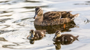 A hen Mallard duck with her ducklings, New Zealand - SCP Stock