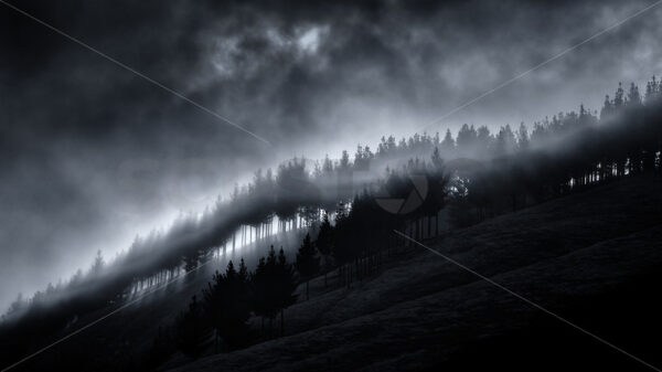 A moody hillside in autumn, Hawke’s Bay, New Zealand (B&W) - SCP Stock