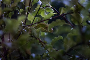 A native Green Gecko in a bush, Hawke’s Bay, New Zealand - SCP Stock