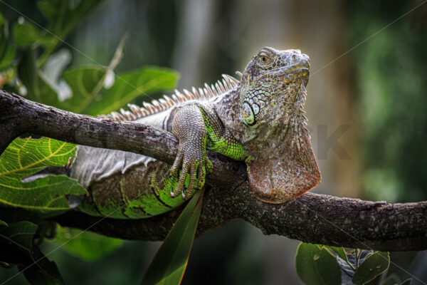 A non-native Green Iguana in captivity, New Zealand - SCP Stock