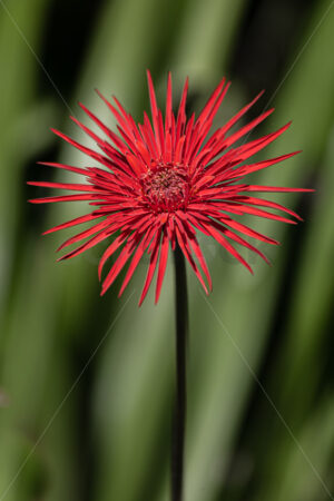 A red Gerbera, New Zealand - SCP Stock