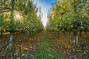 A sunny start in the apple orchard, Hawke’s Bay, New Zealand - SCP Stock