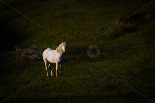 A white horse stood in a field in the early morning light, Hawke’s Bay, New Zealand - SCP Stock