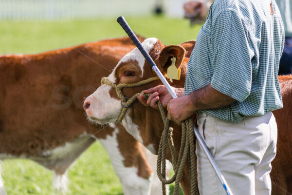 A young Hereford Cow with a farmer at an agricultural show, New Zealand - SCP Stock