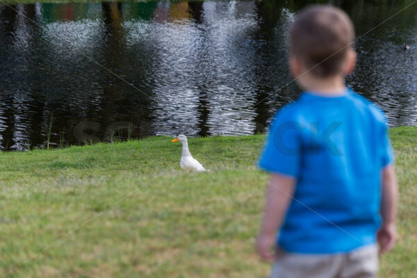 A young boy watching a white Duck next to a pond, New Zealand - SCP Stock