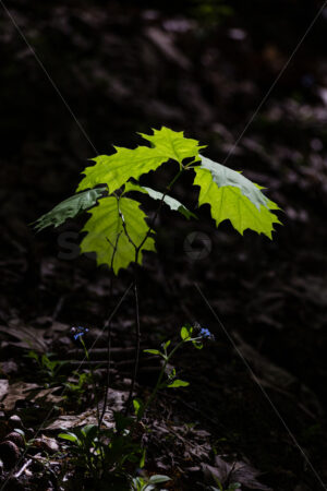 An Oak tree sapling in the sunsine, New Zealand - SCP Stock