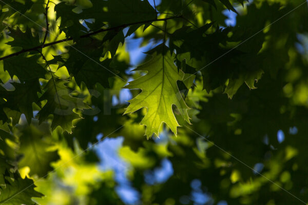 Backlit Oak Tree leaves, New Zealand - SCP Stock