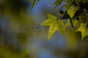 Backlit leaves & bokeh, New Zealand - SCP Stock