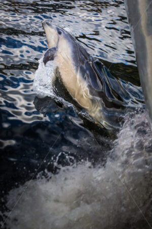 Bottlenose Dolphin Bow Riding in Front of a Boat, Milford Sound, Fiordland, New Zealand - SCP Stock