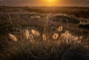 Bunny tail grass catching the last of the days rays, Napier, Hawke’s Bay, New Zealand - SCP Stock