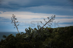 Century Plant (Agave Americana) overlooking the Pacific Ocean, Hawke’s Bay, New Zealand - SCP Stock