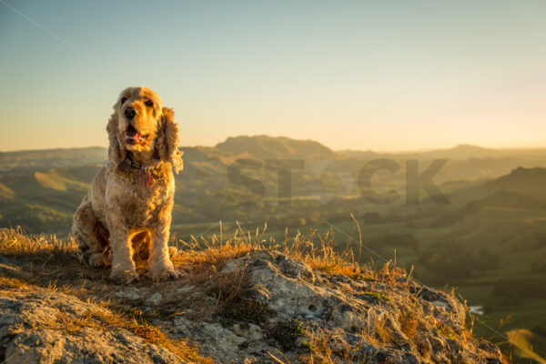 English Cocker Spanier dog on Te Mata Peak at Sunset, Havelock North, Hawke’s Bay, New Zealand - SCP Stock