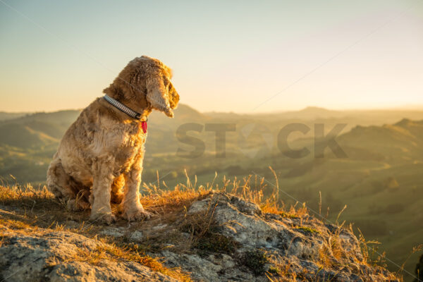 English Cocker Spanier dog taking in the view on Te Mata Peak at Sunset, Havelock North, Hawke’s Bay, New Zealand - SCP Stock