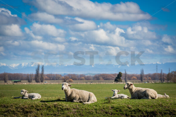 Ewe’s & lambs in a field with snow capped Kaweka Ranges behind, Hastings, Hawke’s Bay, New Zealand - SCP Stock