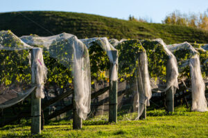 Hawke’s Bay vines under bird netting, Hawke’s Bay, New Zealand - SCP Stock