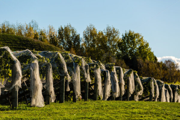 Hawke’s Bay vines under bird netting, Hawke’s Bay, New Zealand - SCP Stock