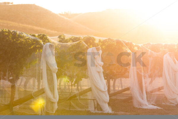 Hawke’s Bay vines under bird netting, Hawke’s Bay, New Zealand - SCP Stock