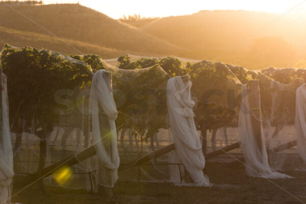 Hawke’s Bay vines under bird netting, Hawke’s Bay, New Zealand - SCP Stock