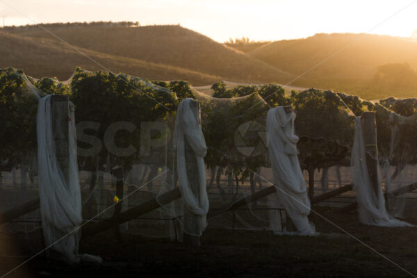 Hawke’s Bay vines under bird netting, Hawke’s Bay, New Zealand - SCP Stock