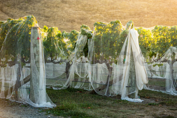 Hawke’s Bay vines under bird netting, Hawke’s Bay, New Zealand - SCP Stock