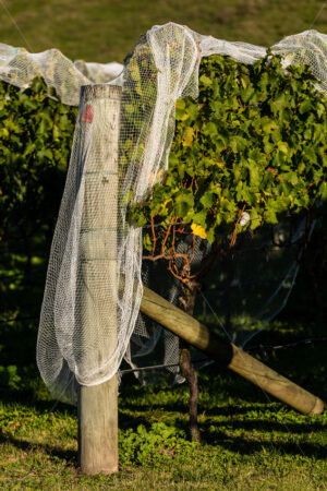 Hawke’s Bay vines under bird netting, Hawke’s Bay, New Zealand - SCP Stock