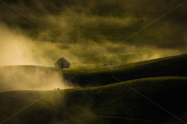 Lone tree with two cows in the mist, Te Mata Peak, Hawke’s Bay, New Zealand - SCP Stock