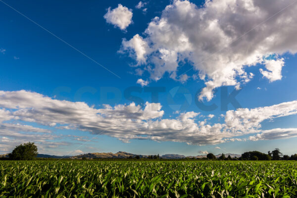 Maize crops under a blue sky, Hawke’s Bay, New Zealand - SCP Stock