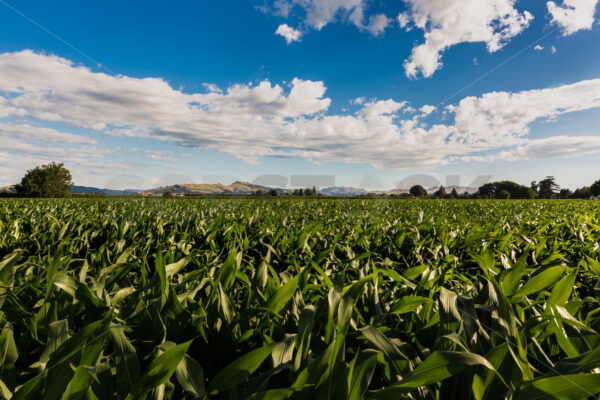 Maize crops under a blue sky, Hawke’s Bay, New Zealand - SCP Stock