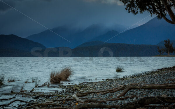 Moody Skies at Sunset & Tree Roots Across the Bank of Lake Te Anau, Southland, New Zealand - SCP Stock