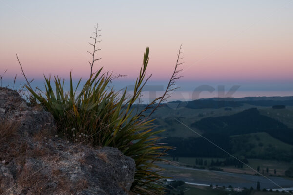 Native Flax plant on Te Mata Peak overlooking the Tukituki valley, Havelock North, Hawke’s Bay, New Zeaand - SCP Stock