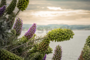 Native plant with purple flowers overlooking westshore, Ahuriri, Napier, Hawke’s Bay, New Zealand - SCP Stock