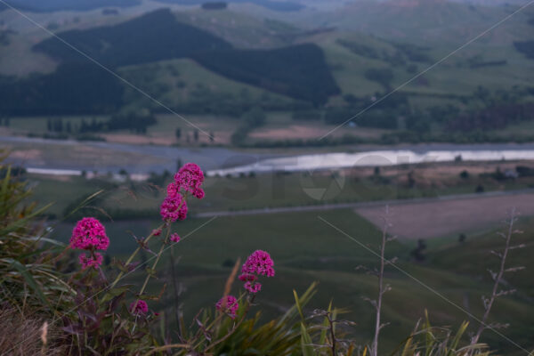 Plants with pink flowers on Te Mata Peak overlooking the Tukituki valley, Havelock North, Hawke’s Bay, New Zeaand - SCP Stock