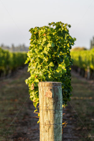 Row 25 at a Hawke’s Bay vineyard, Hawke’s Bay, New Zealand - SCP Stock