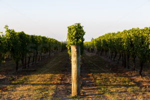 Row 25 at a Hawke’s Bay vineyard, Hawke’s Bay, New Zealand - SCP Stock