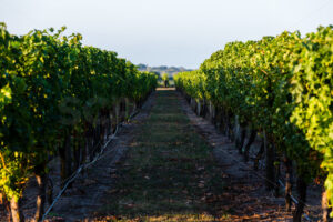 Row 25 at a Hawke’s Bay vineyard, Hawke’s Bay, New Zealand - SCP Stock