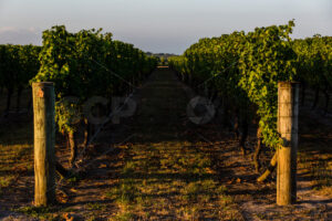 Row 25 at a Hawke’s Bay vineyard, Hawke’s Bay, New Zealand - SCP Stock