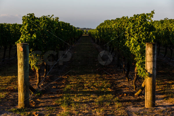 Row 25 at a Hawke’s Bay vineyard, Hawke’s Bay, New Zealand - SCP Stock