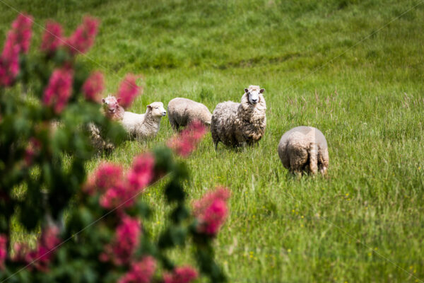 Sheep standing in a field Hawke’s Bay, New Zealand - SCP Stock