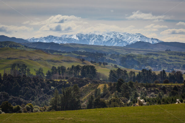 Snow Capped Ruahine Ranges, New Zealand - SCP Stock