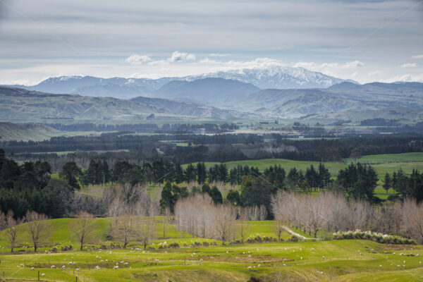 Snow Capped Ruahine Ranges, New Zealand - SCP Stock