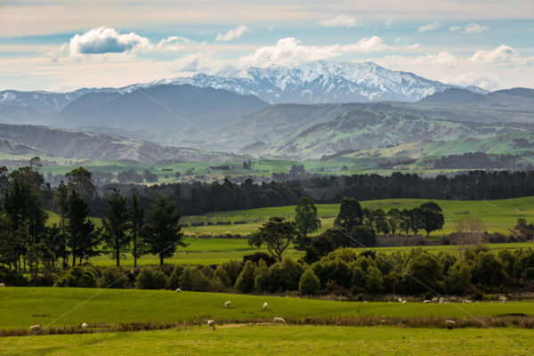 Snow Capped Ruahine Ranges, New Zealand - SCP Stock