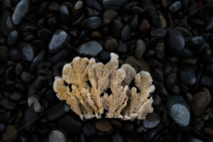 Sponge on the beach, New Zealand - SCP Stock