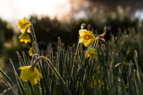 Spring has sprung, Daffodils in Hawke’s Bay, New Zealand - SCP Stock